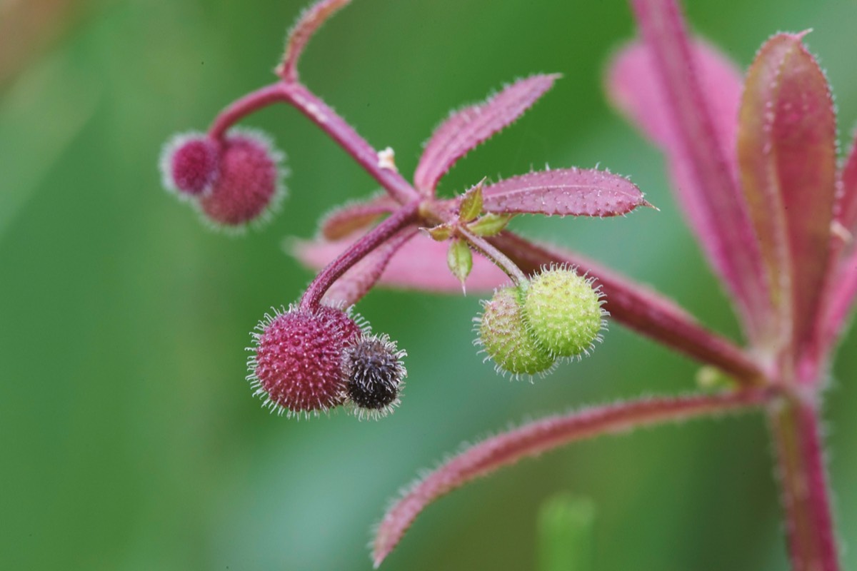 Cleavers  Cley 10/07/19