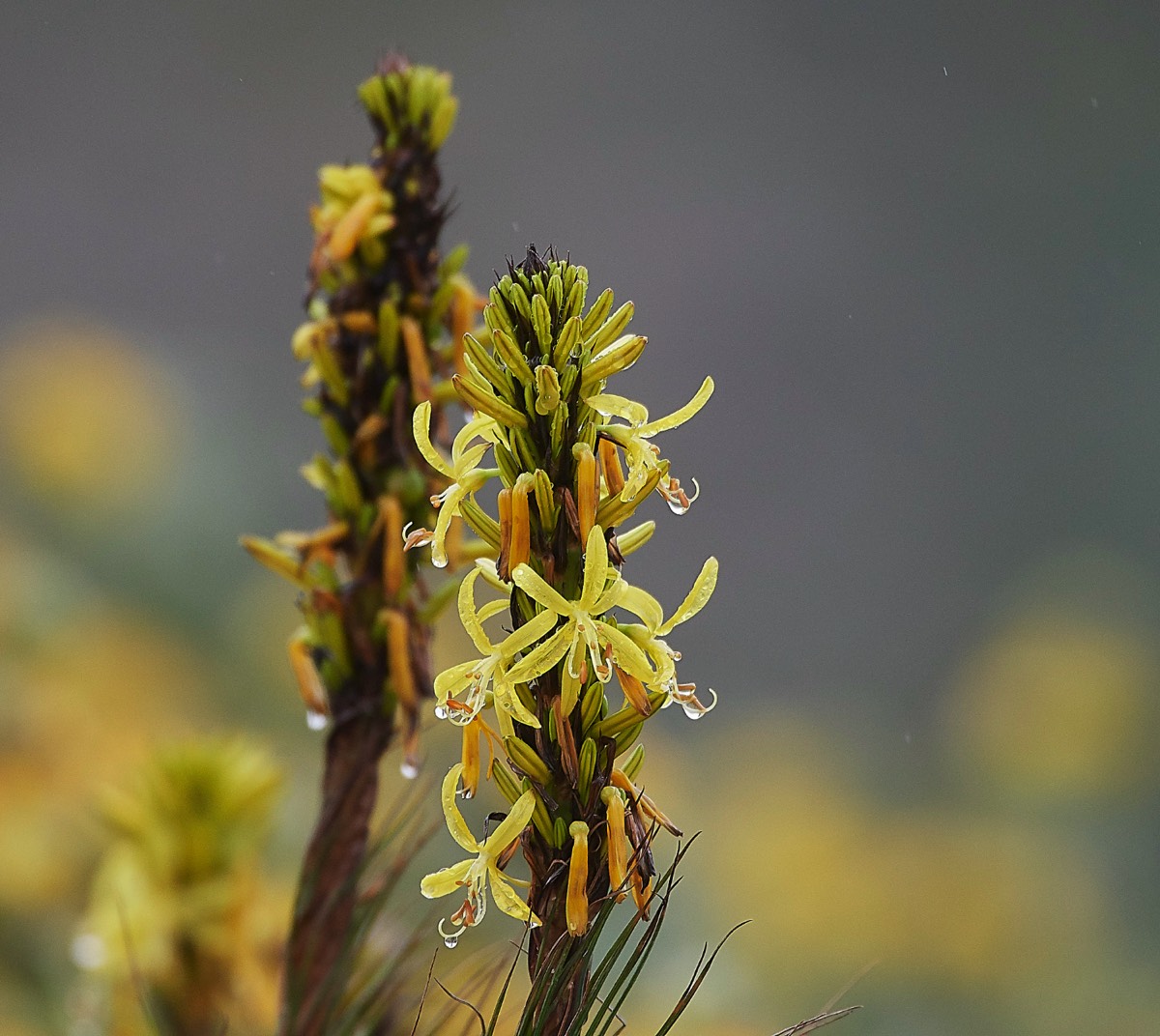 Asphodeline Lutea  Privelli  Crete 06/04/19