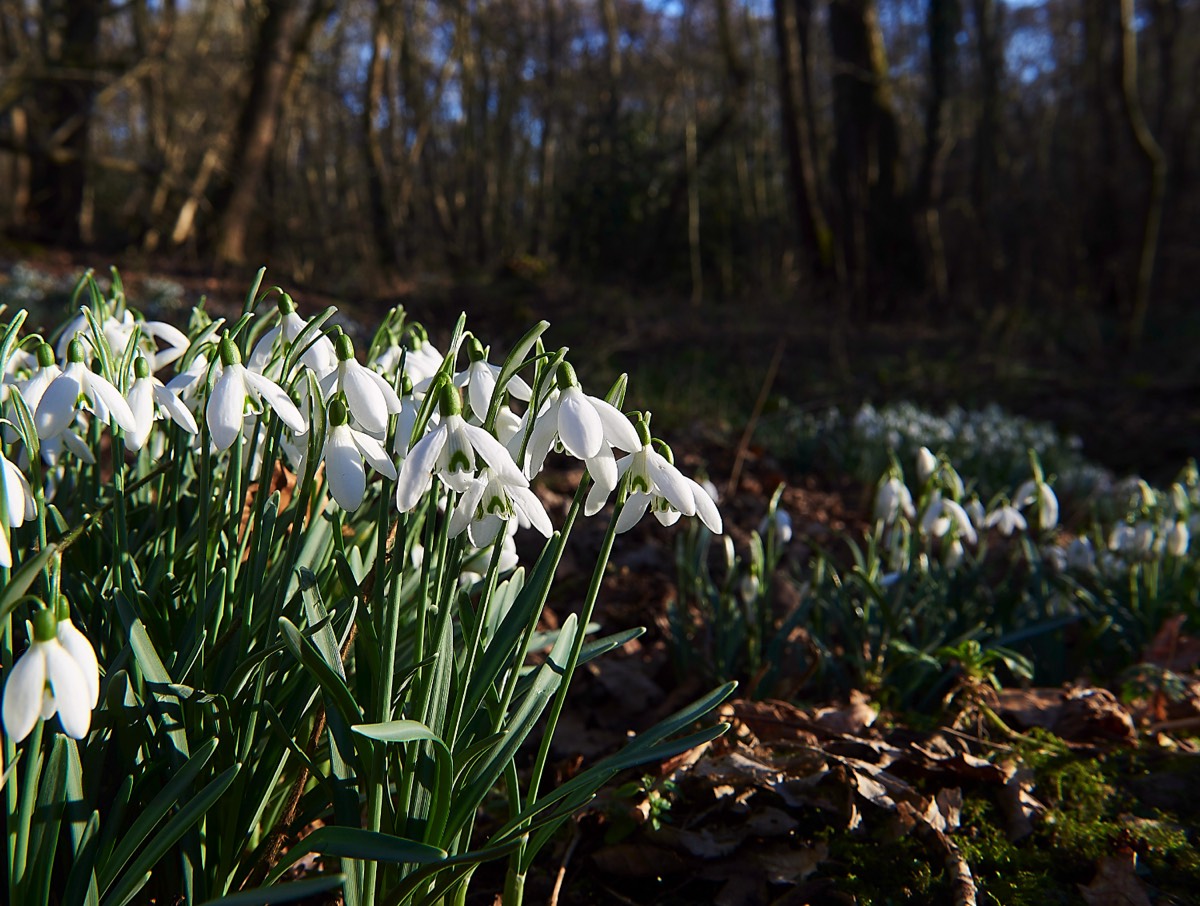 Snowdrop - Thursford Wood - 14/02/19