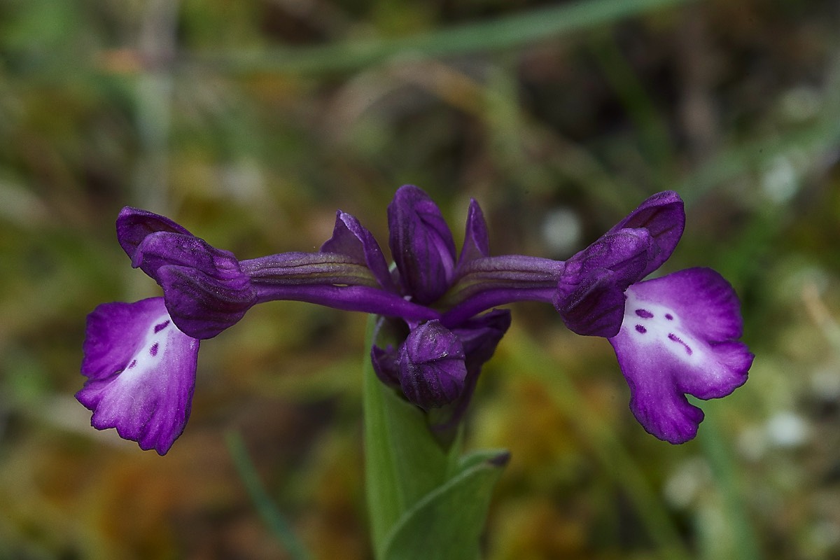 Four Spotted Orchid Spilli  Crete 12/0419