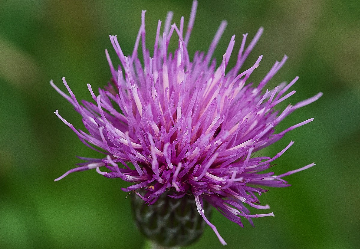 Meadow Thistle  Buxton Heath 15/06/19