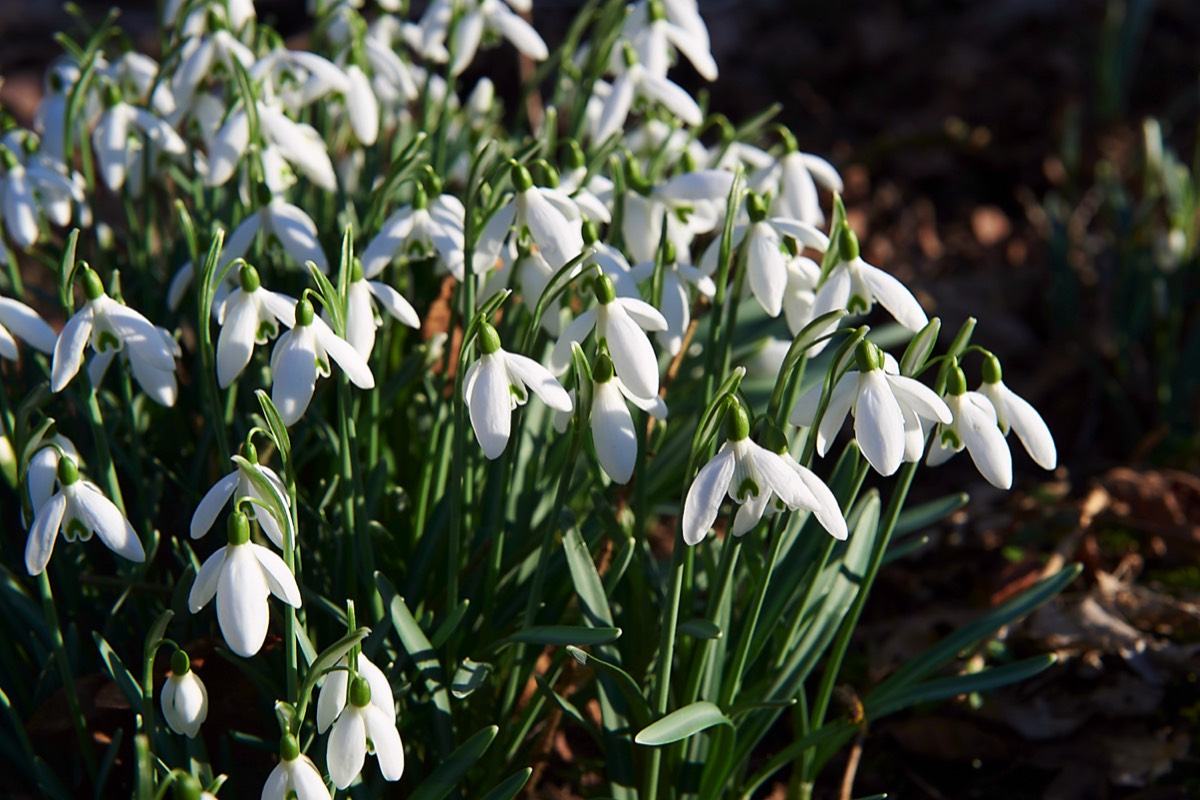 Snowdrop - Thursford Wood - 14/02/19