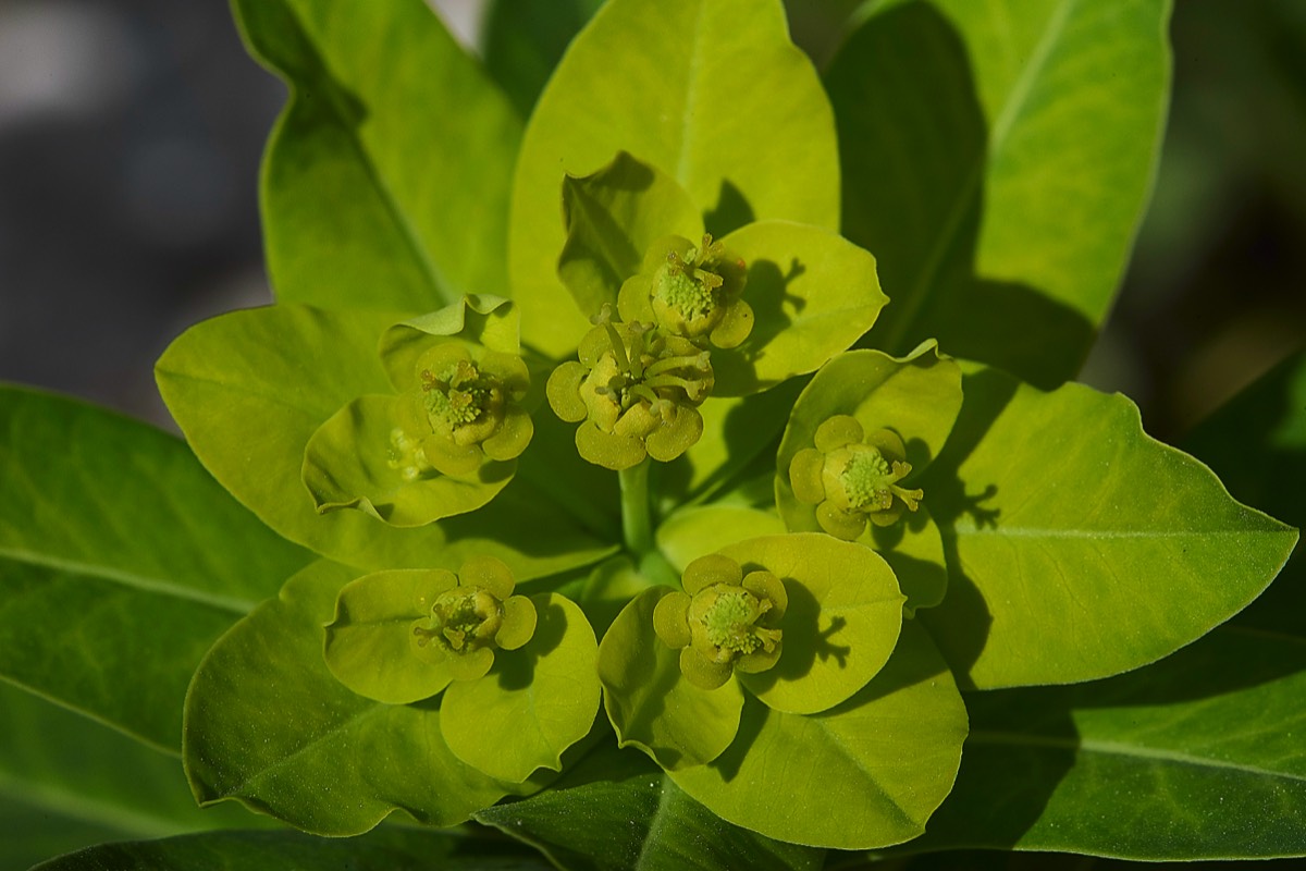 Euphorbia  Lac de Glaube 02/06/19