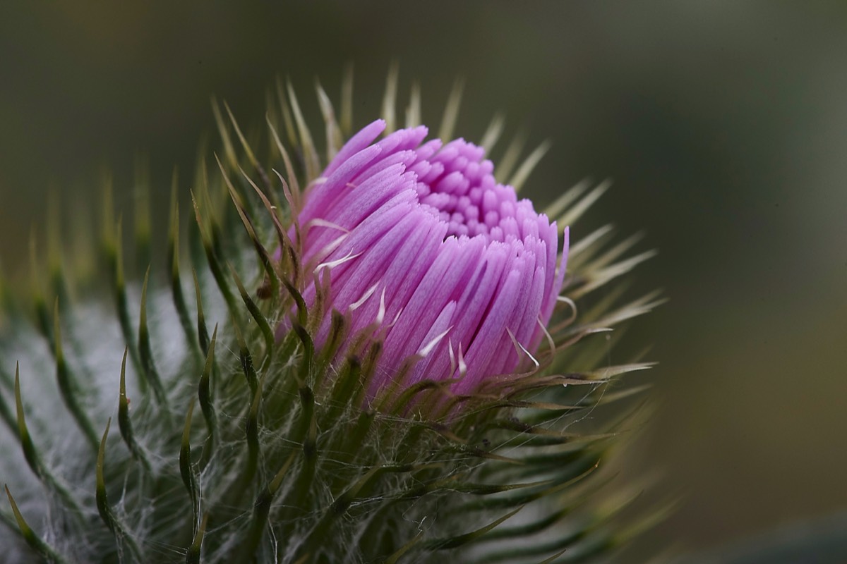 Spear Thistle  Cley 21/07/19