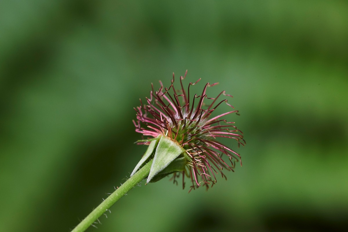 Wood Avens Felbrigg 16/06/19