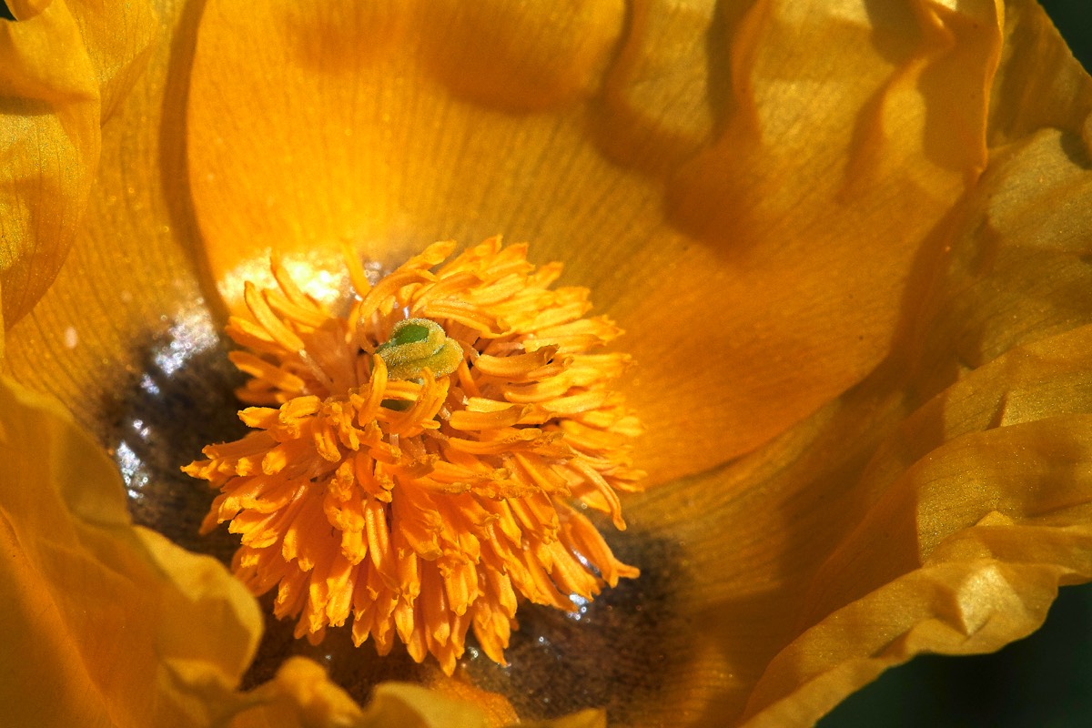 Yellow Horned Poppy  Plakias 13/04/19