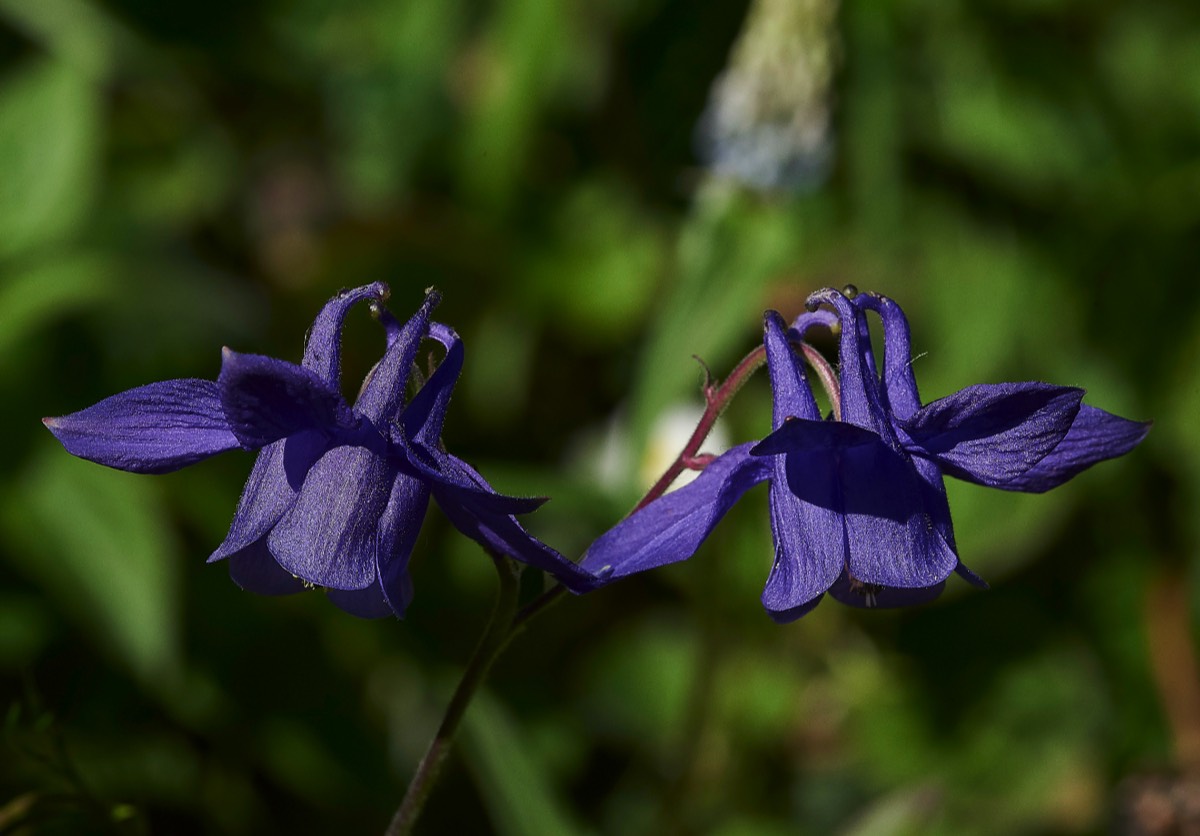 Columbine Sazos France 31/05/19