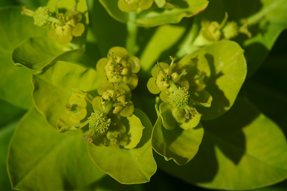 Euphorbia  Lac de Glaube 02/06/19