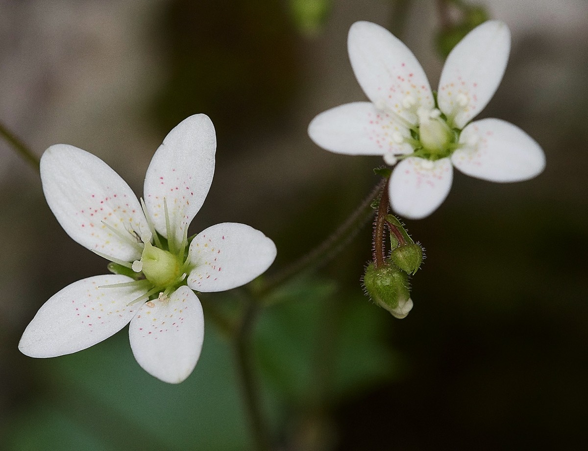 Round-leaved Saxifrage - Kali Sakia  Crete  09/0419