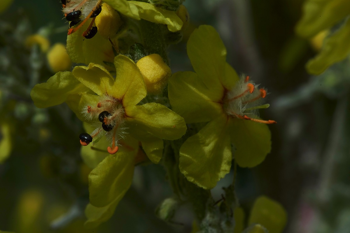 Hoary Mullein Colney Lane 27/06/19