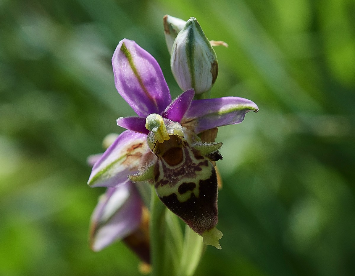 Heldreichs Orchid Spilli 12/04/19