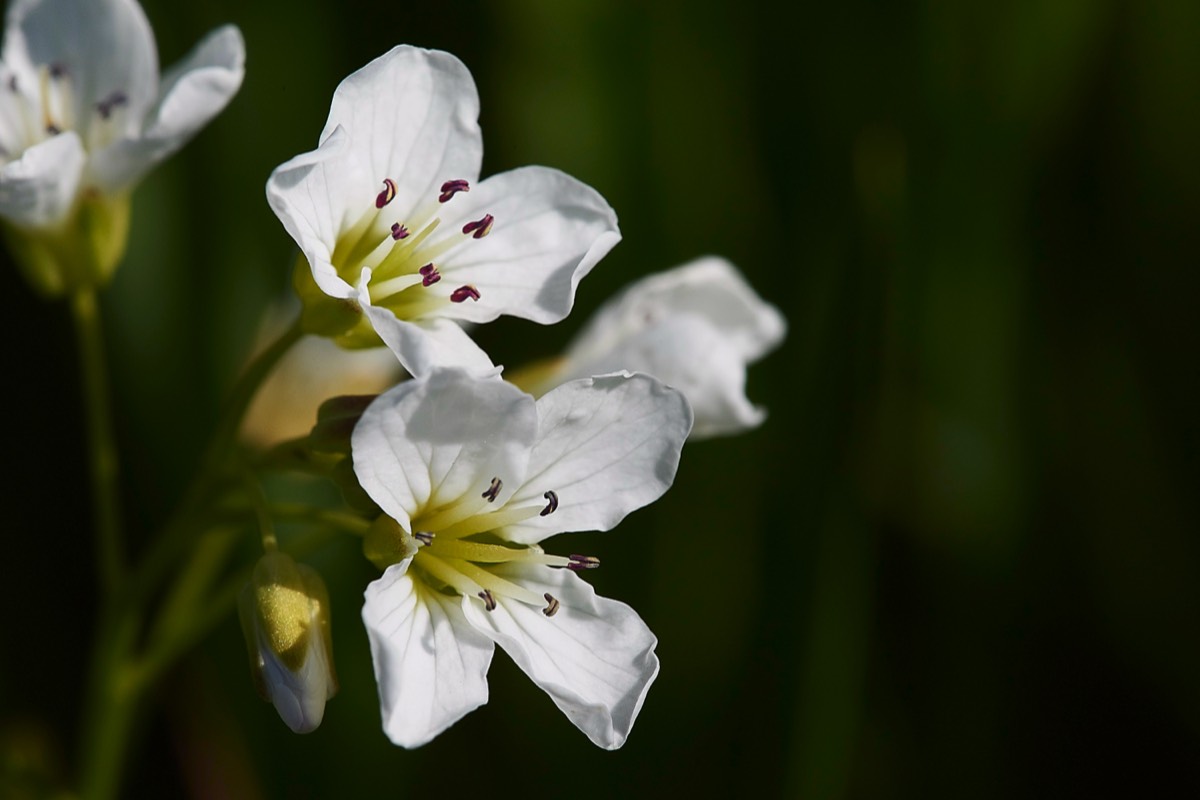 Wavey Bitter Cress Surlingham Church Marsh 15/05/19