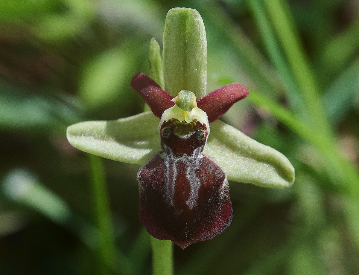 Ophrys spruneri? Kali Saki Crete 09/0419