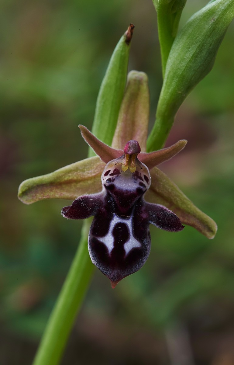 Cretan Bee Orchid   Kali Sakia  Crete 09/04/19