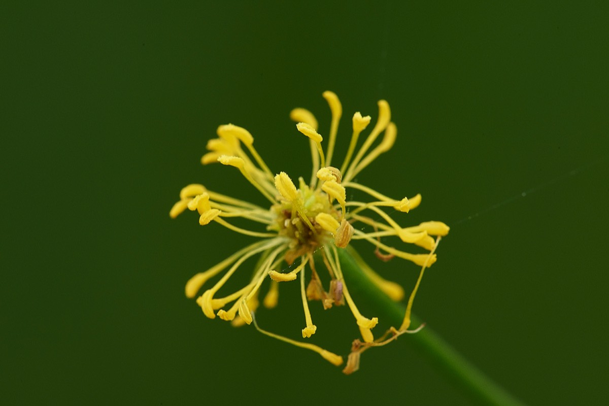 Meadow Buttercup Buxton Heath 15/06/19