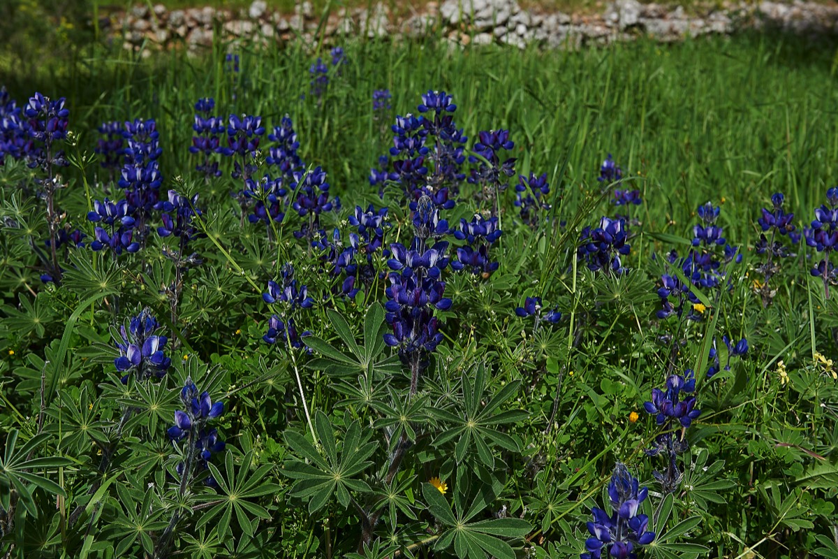 Blue Lupins  Anapolis - Crete 12/04/19