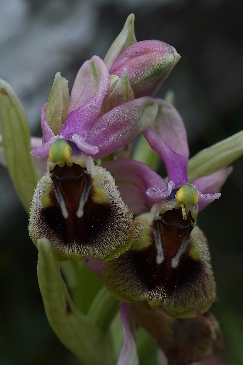 Sawfly Orchid  Mourne - Crete 10/04/19