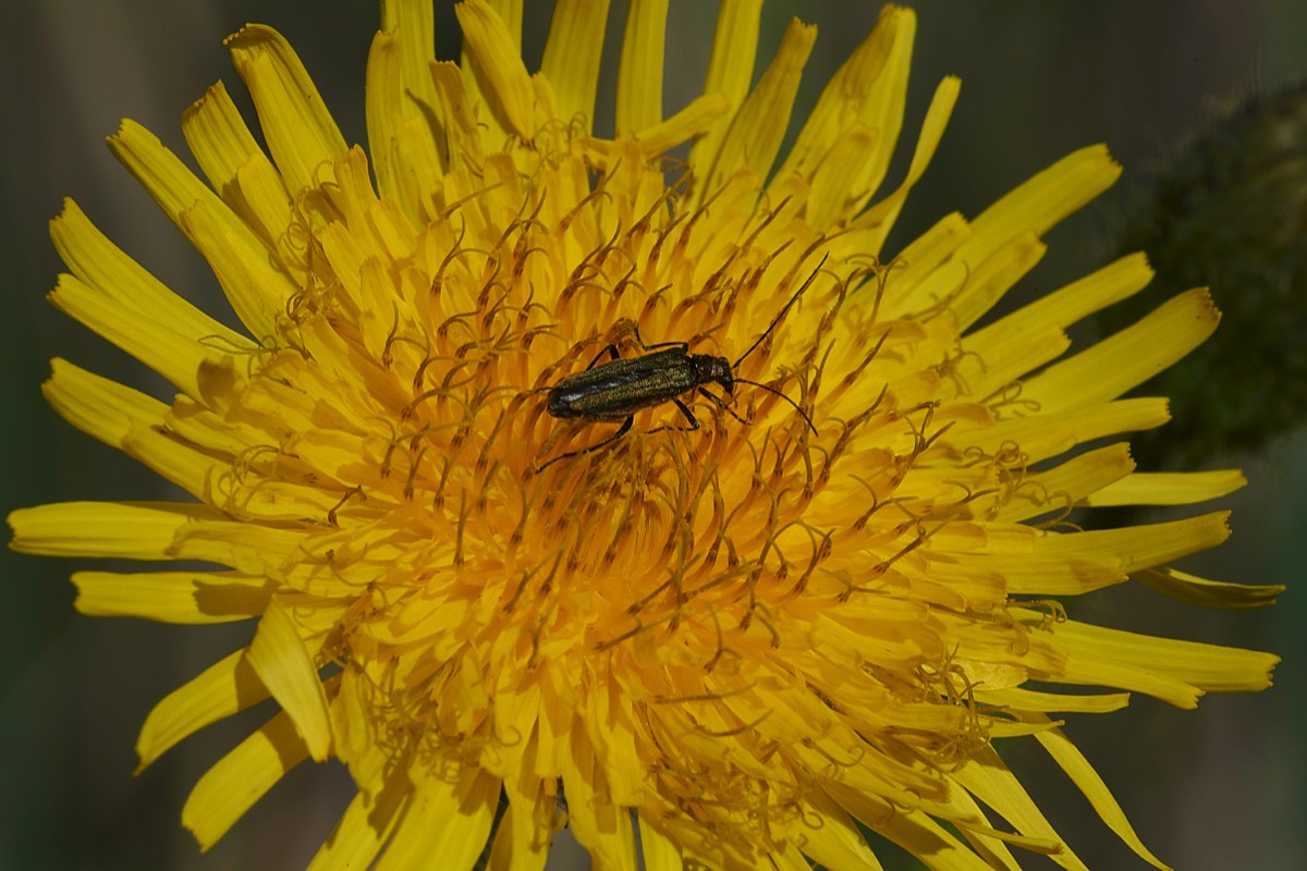 Sowthistle Cley 05/07/19