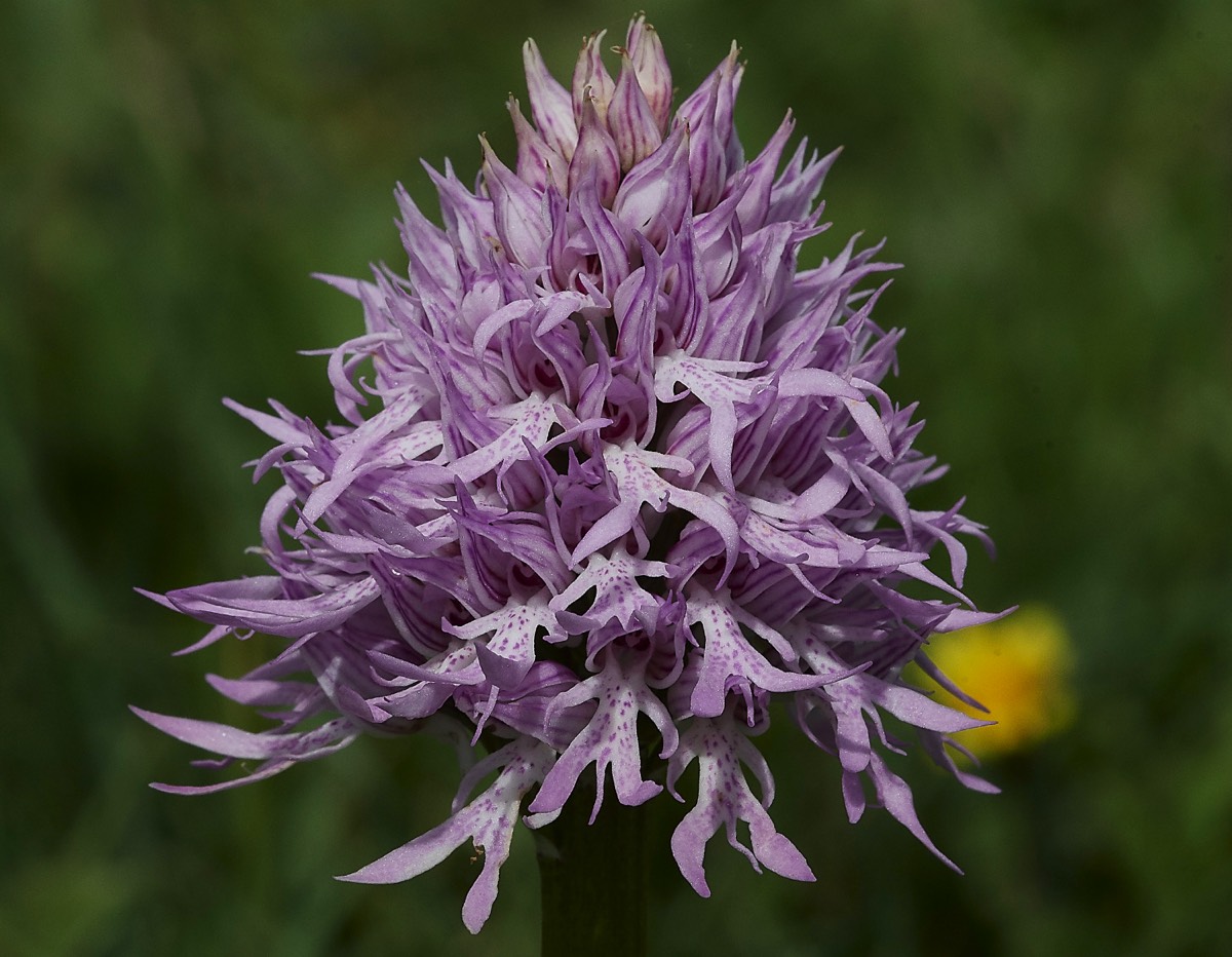 Naked Man Orchid Spilli 12/04/19