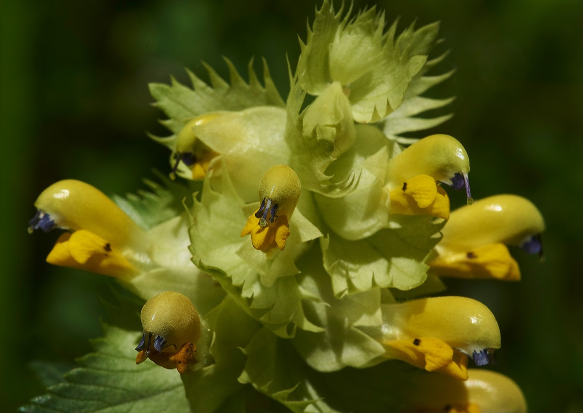 Greater Yellow Rattle  Sazos France 31/05/19