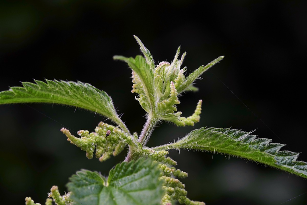 Nettle  Walsey Hills 07/08/19