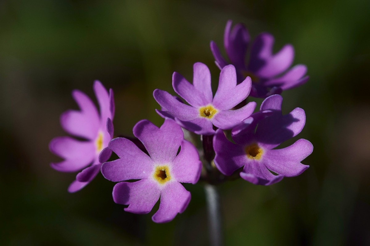 Farinose Primula - Route de Tourmalet 31/05/19