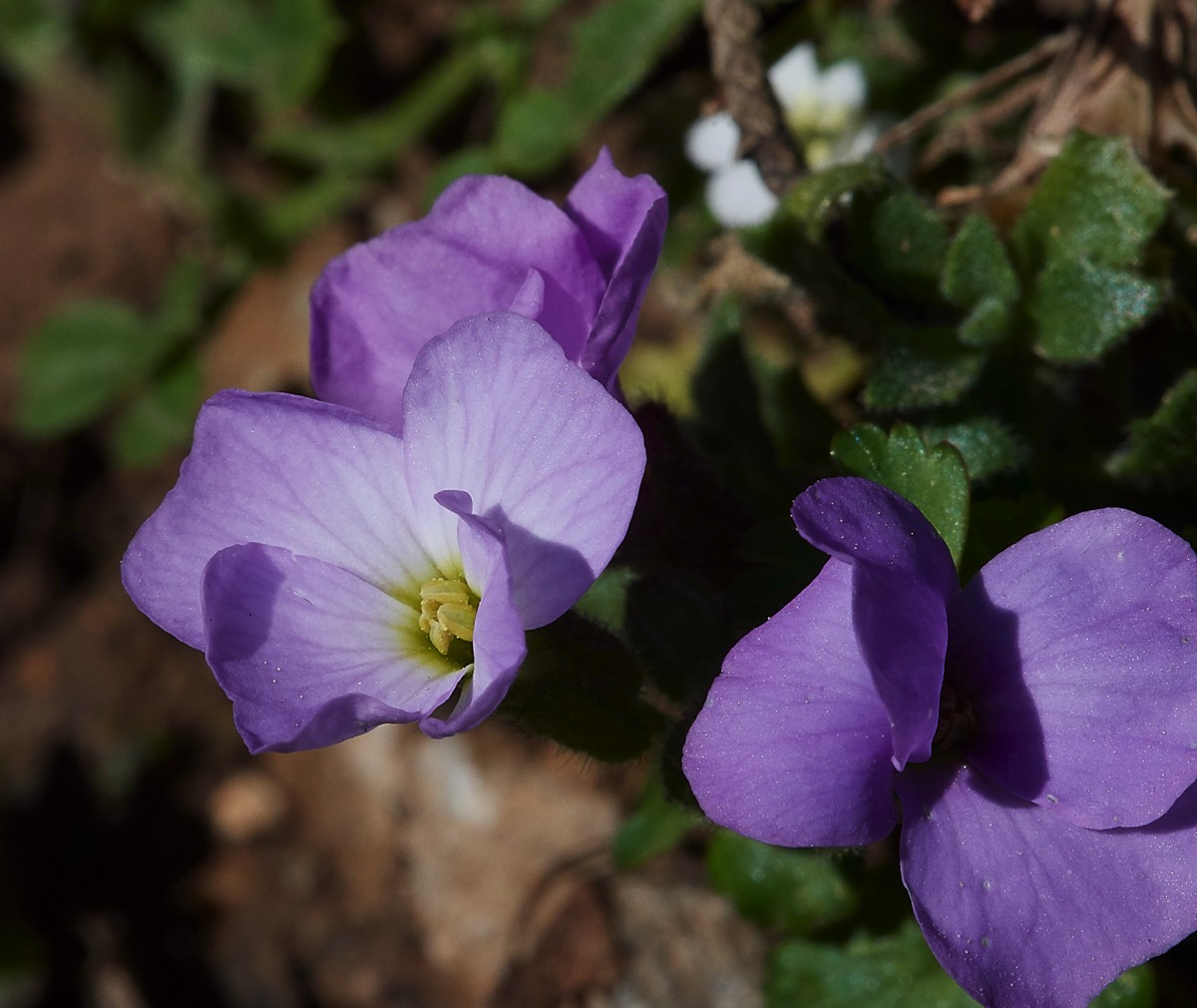 Aubretia - Top of Samaria Gorge - Crete 14/04/19