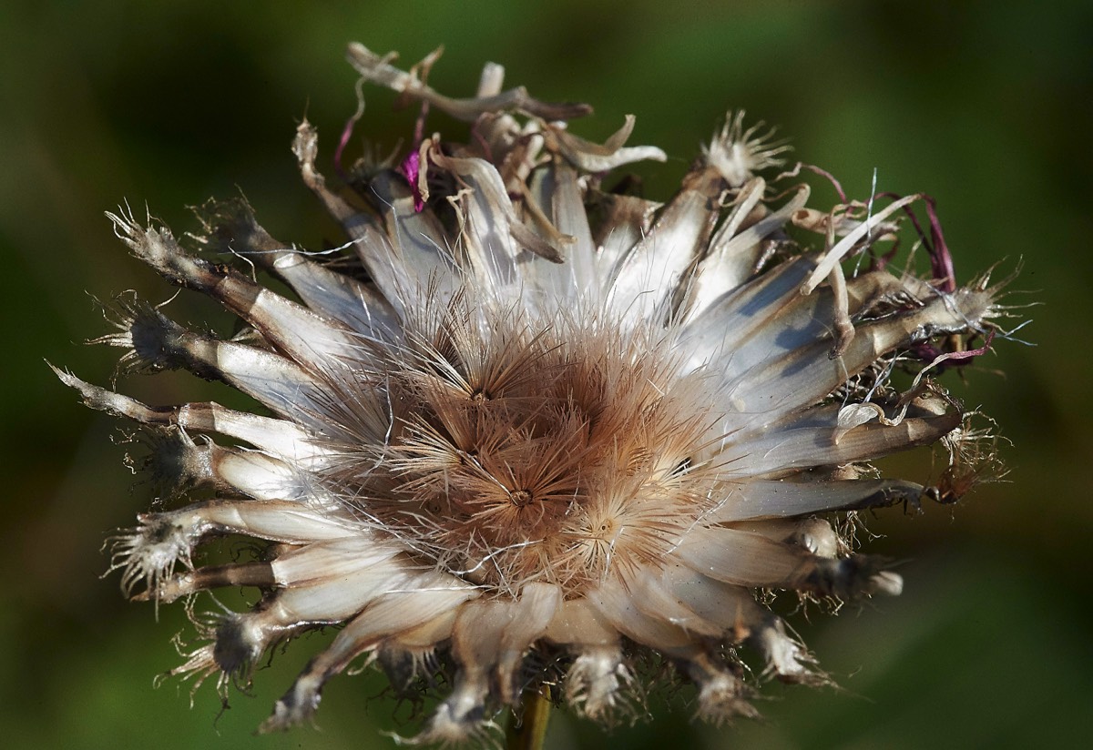 Giant Knapweed  Metton 25/07/19