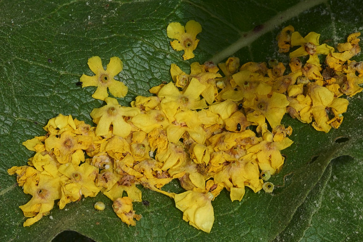 Hoary Mullein Colney Lane 27/06/19