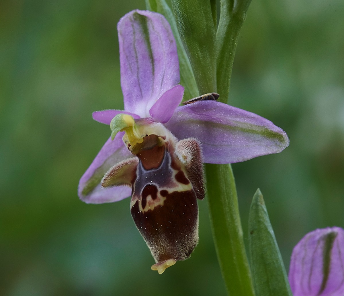 Heldreichs Orchid   Mourne Crete 10/04/19