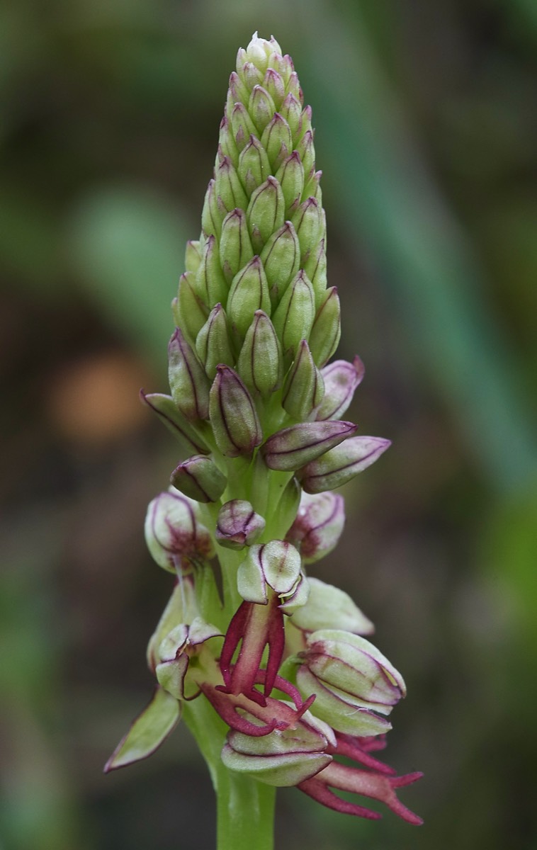 Man Orchid  Mourne Crete 10/04/19