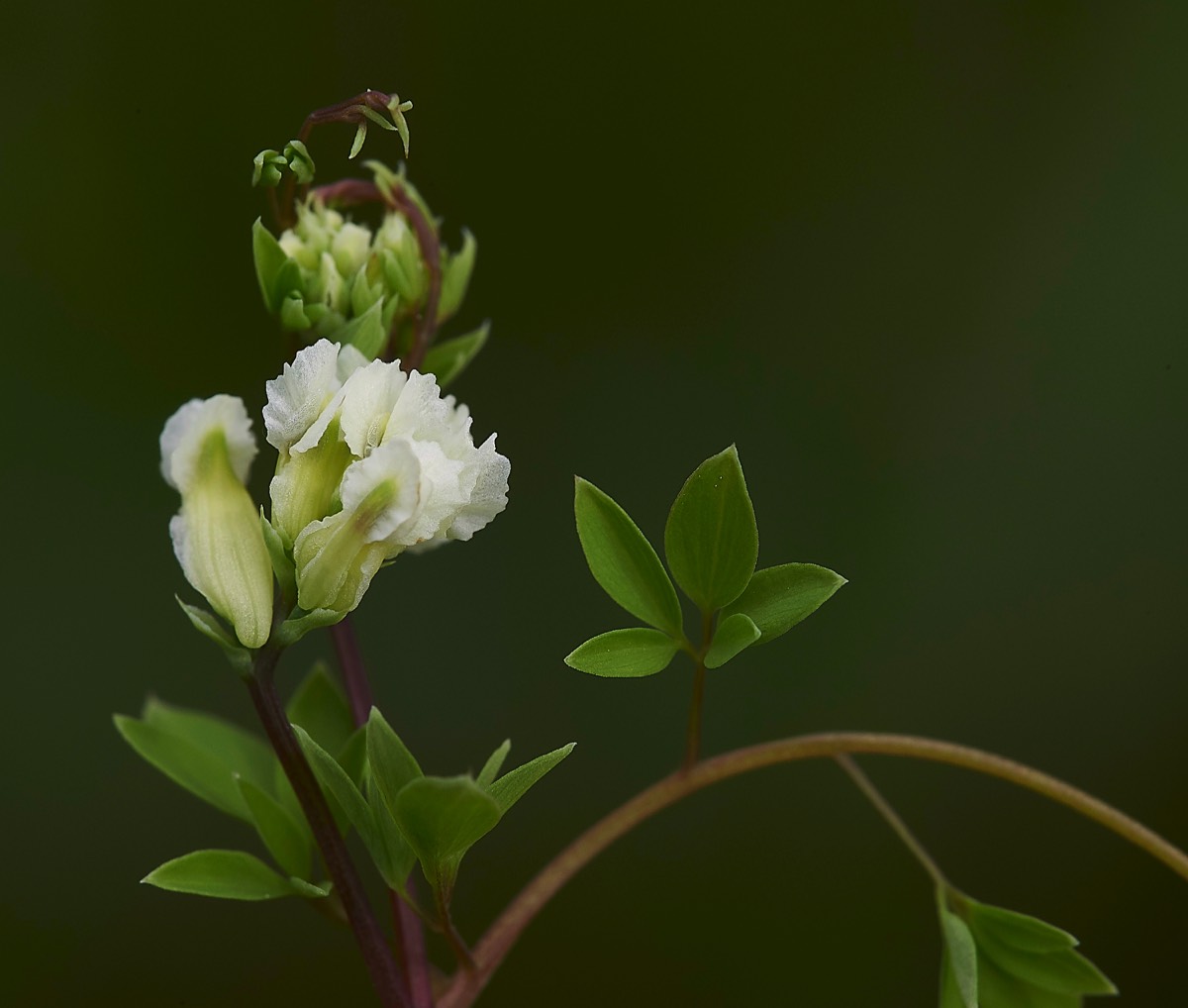 Climbing Corydalis  Alderfen Broad  27/05/19