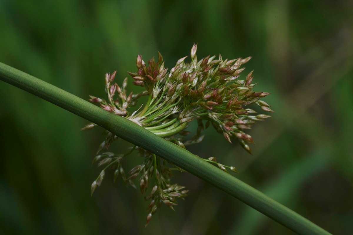 Compact Rush  Catfield Fen 22/06/19