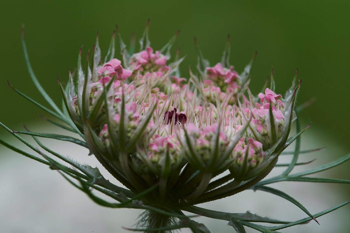 Wild Carrot  Hanworth 13/07/19