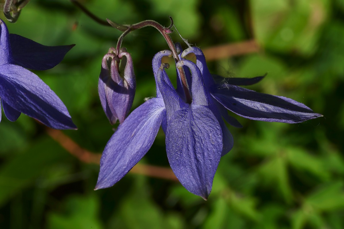 Columbine Sazos France 31/05/19