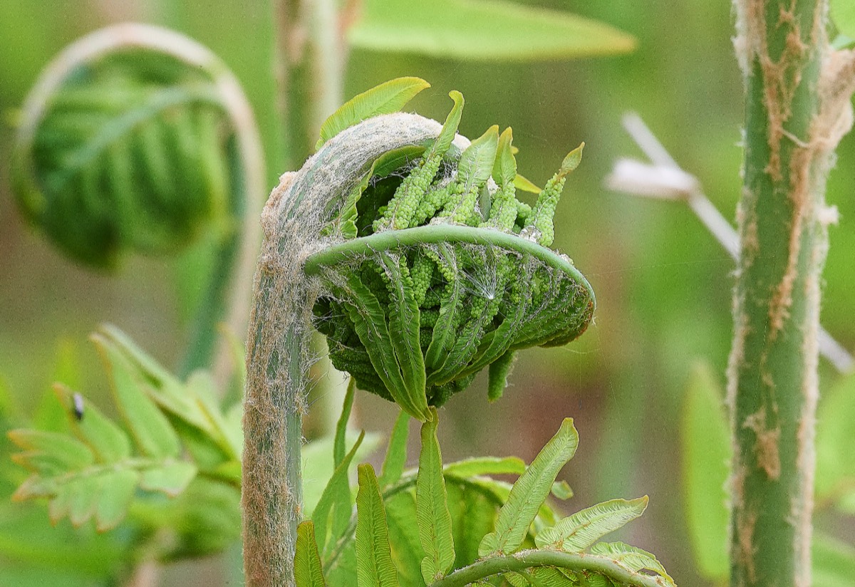 Royal Fern  Alderfen Broad  27/05/19