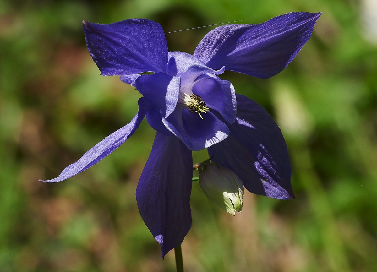 Columbine Sazos France 31/05/19