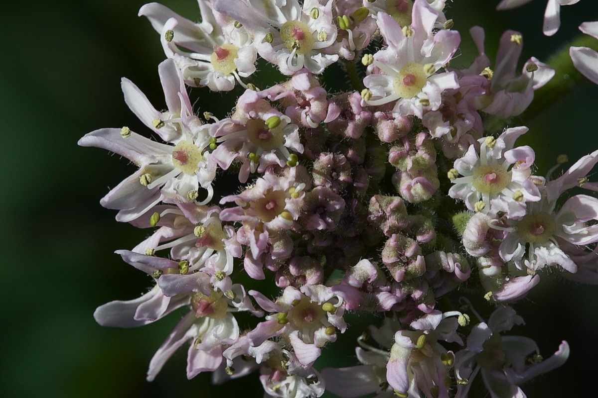 Hogweed  Cley 05/07/19