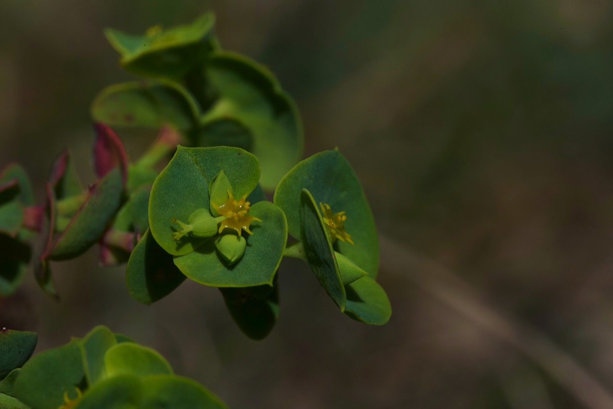 Portland Spurge Gugh Isles of Scilly 23/08/19