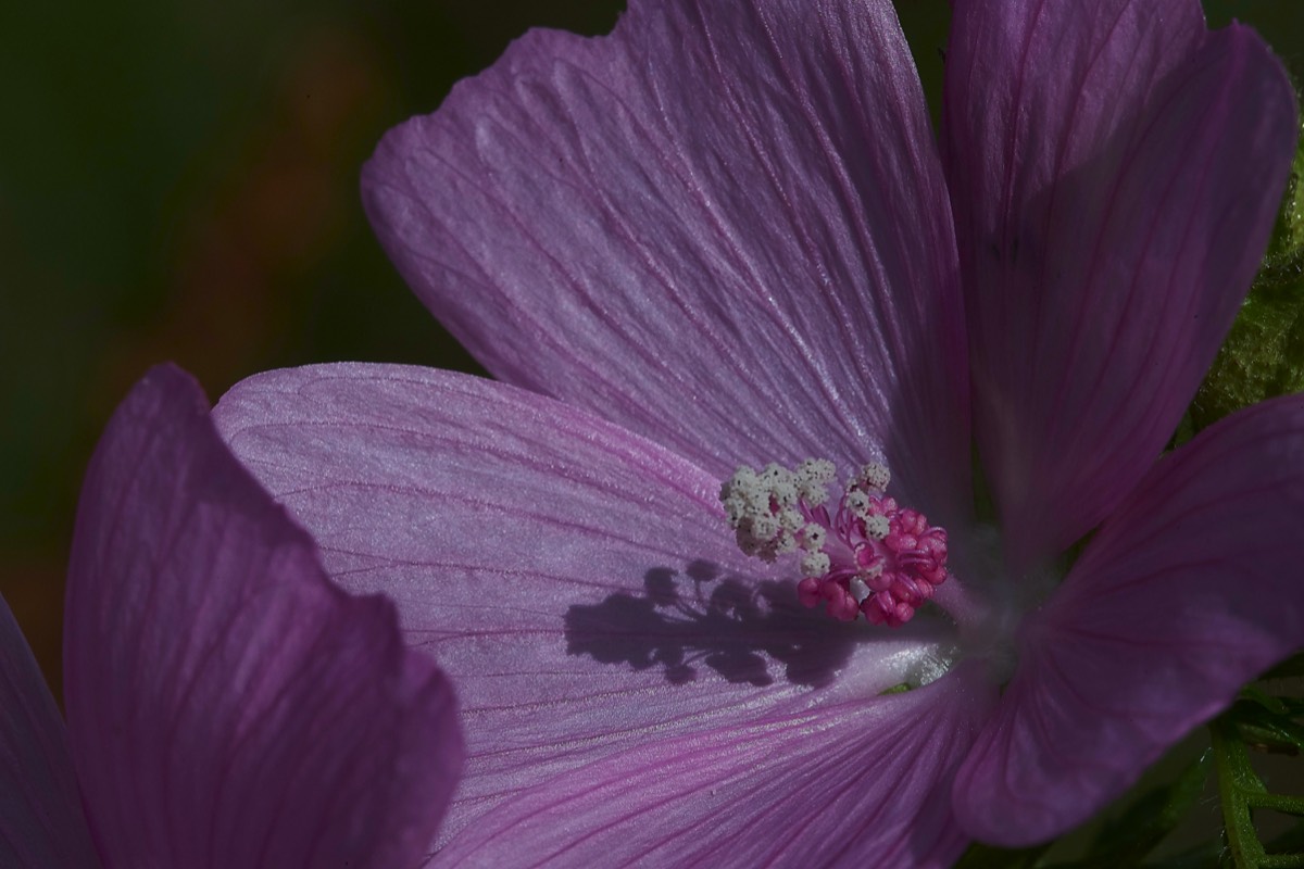 Musk Mallow Colney Lane 27/06/19