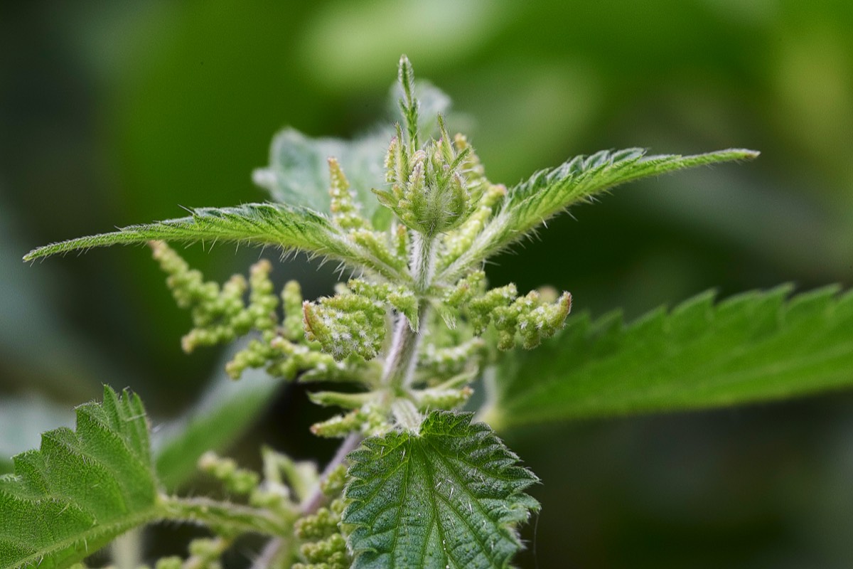 Nettle  Walsey Hills 07/08/19