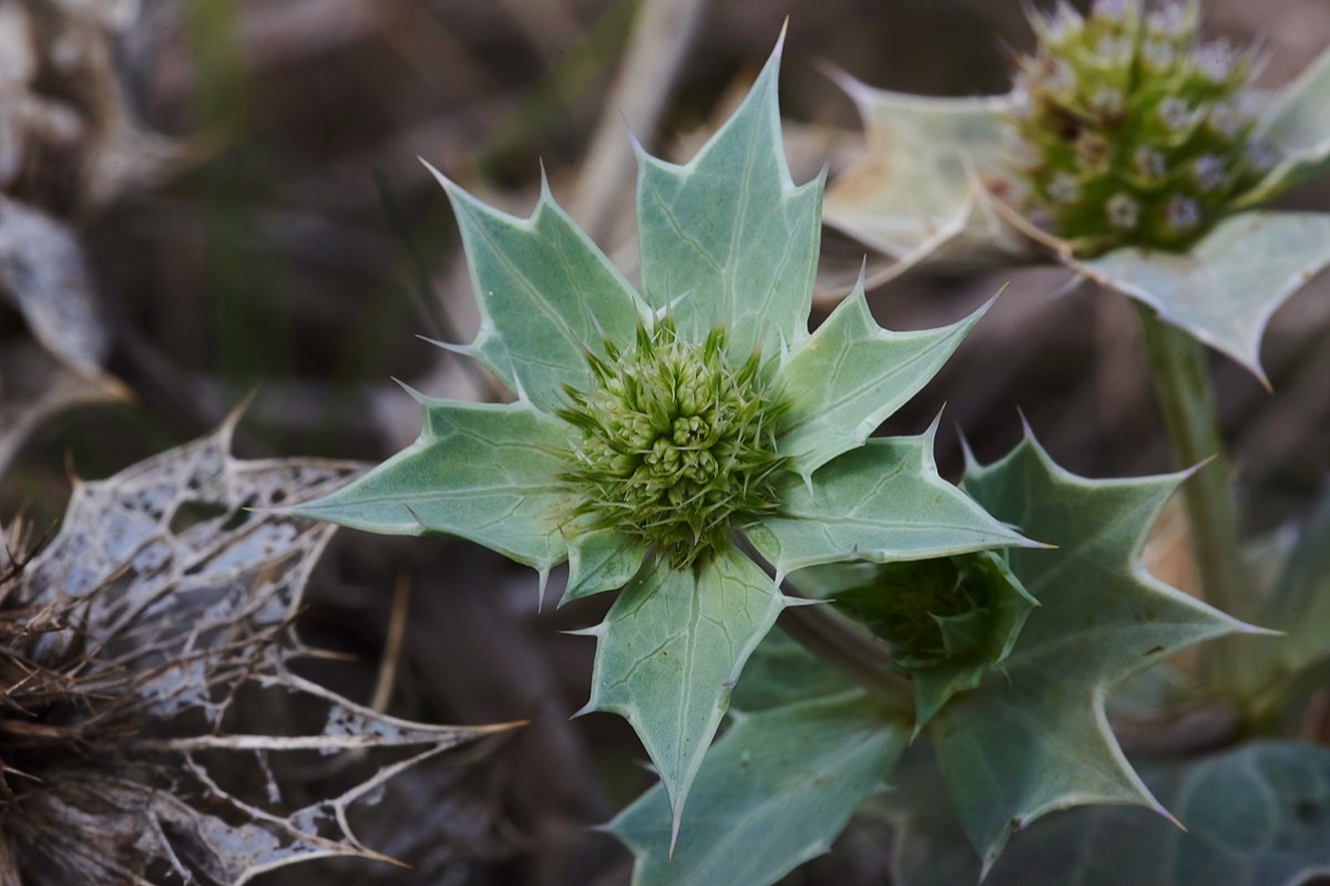 Sea Holly - Holkham 10/10/19