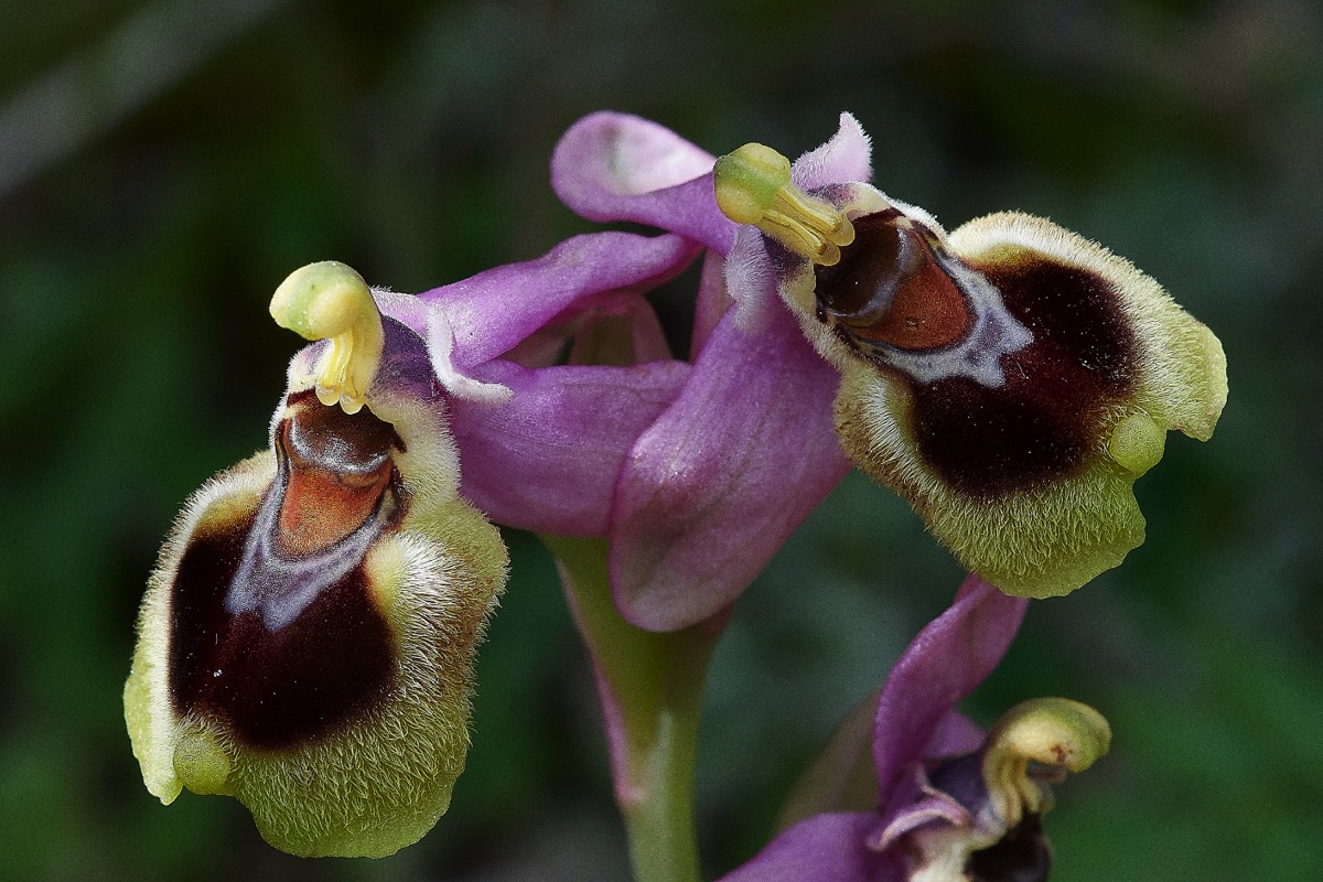 Sawfly Orchid  Mourne - Crete 10/04/19