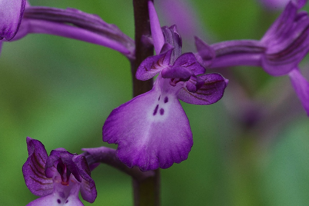 Four Spotted Orchid Spilli  Crete 12/0419