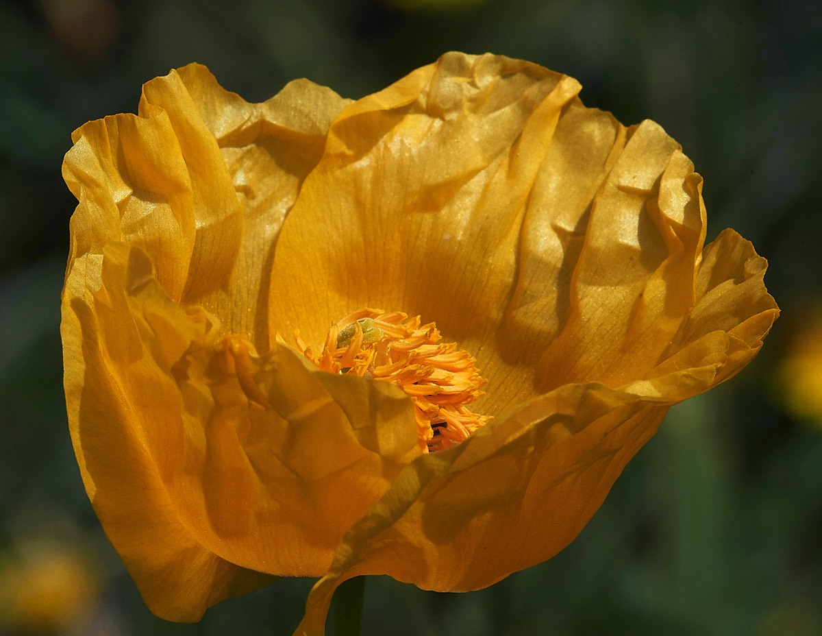 Yellow Horned Poppy  Plakias 13/04/19