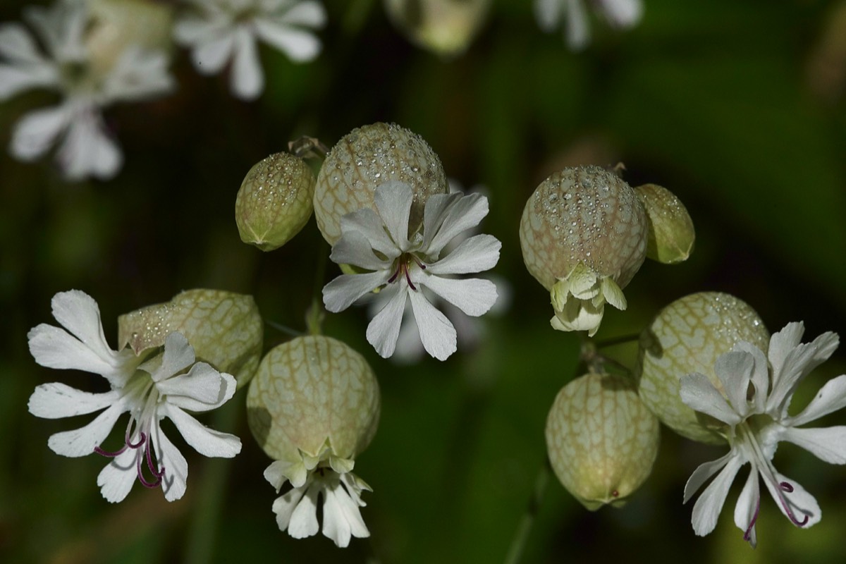 Bladder Campion  Sazos France 31/05/19