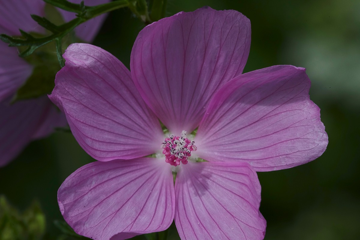 Musk Mallow Colney Lane 27/06/19