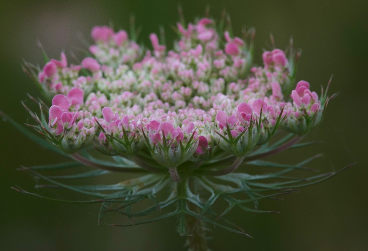 Wild Carrot King