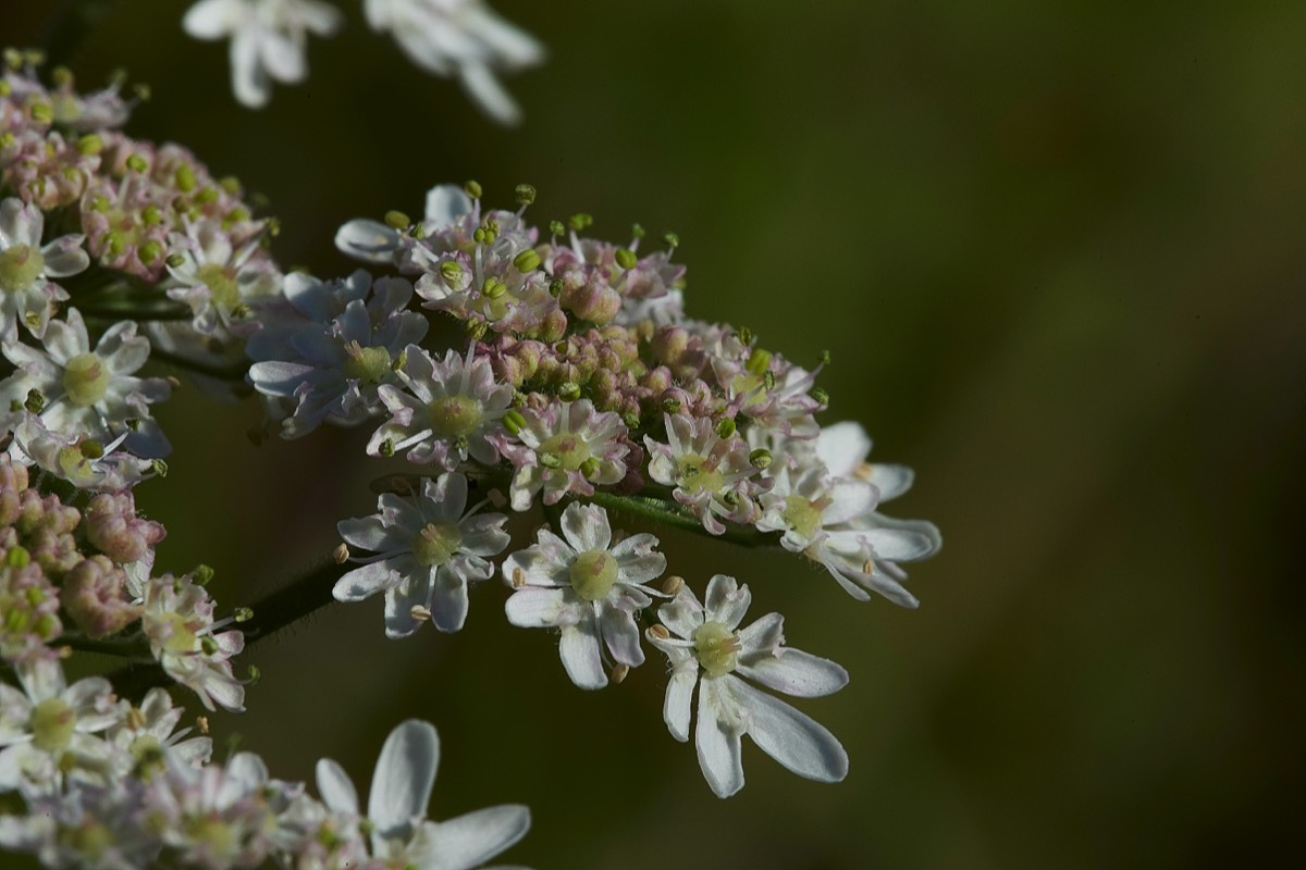 Hogweed  Kelling Heath 07/07/19