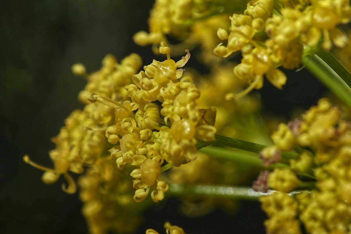 Giant Fennel  Plakias 13/04/19